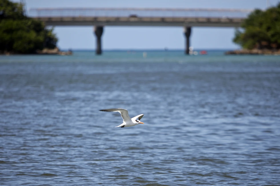 Dredging of Puerto Rico’s biggest port begins despite warnings it may harm turtles and corals